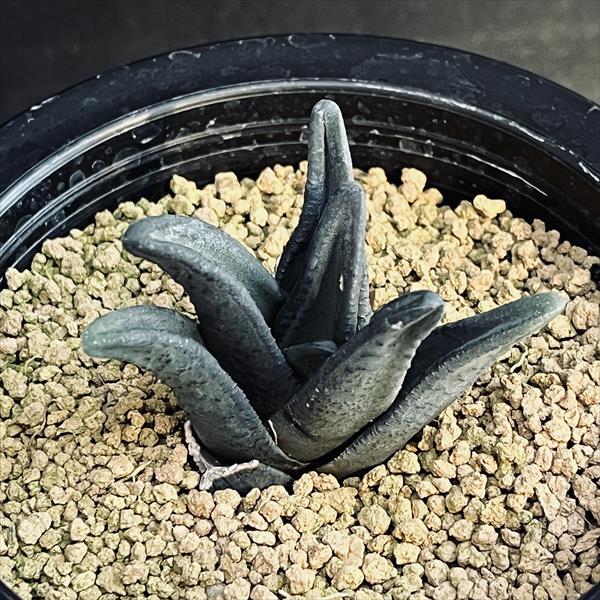 多肉植物：ハオルチア ソルディダ ラブラニー×ラブラニー*幅5.5ｃｍ 現品！一皿分の料理境界線