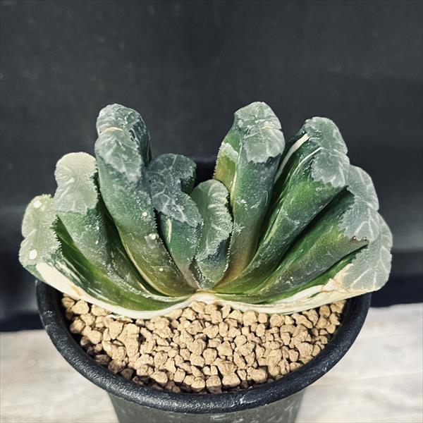 楽天市場】多肉植物：ハオルチア 玉扇 金子氏No.1*幅8.5cm 現品