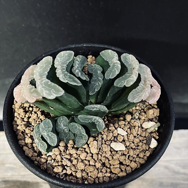 楽天市場】多肉植物：ハオルチア 玉扇 美白線巨大マグニフィカ 徳田