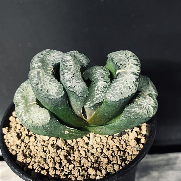 楽天市場】多肉植物：ハオルチア 玉扇 酒井氏スーパーワイド SA-7*幅