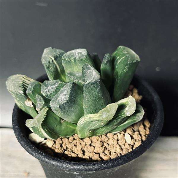 楽天市場】多肉植物：ハオルチア 大型玉扇 N-5 少しだけ斑入り*幅6.5