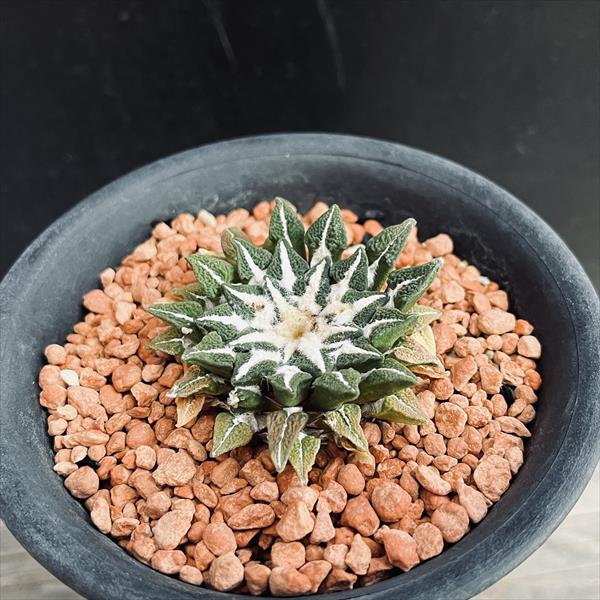 【群生美球】姫牡丹アリオカルプス台付　国内繁殖苗　鉢ごと発送（黒牡丹亀甲牡丹） 姫牡丹群生（モンスト）の採種から実生まで｜🍀GreenSnap（グリーン