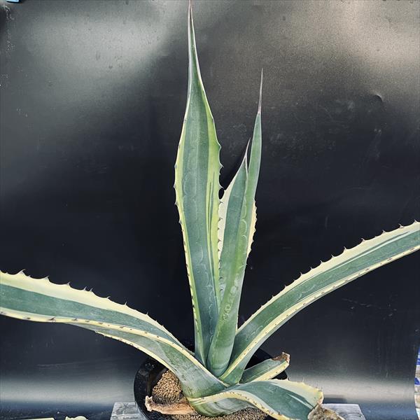 アガベ☆サルミアナ・フェロックス縞斑 アガベ・サルミアナ 'フェロックス'｜Agave salmiana var.ferox