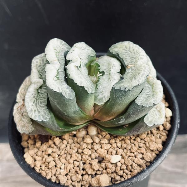 ハオルチア 玉扇錦 楽天市場】多肉植物：ハオルチア 玉扇錦*幅7.5cm 現品！一品