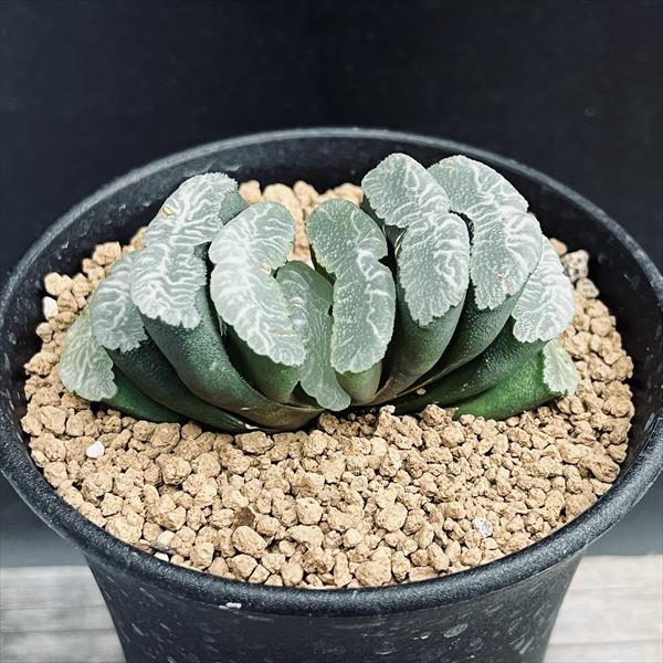 楽天市場】多肉植物：ハオルチア 玉扇 酒井スーパーモンスト*幅7cm