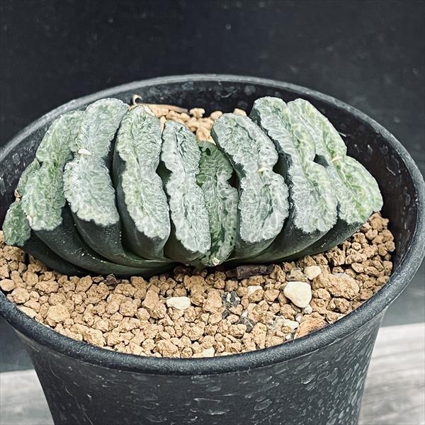 楽天市場】多肉植物：ハオルチア 大型玉扇 N-5 少しだけ斑入り*幅6.5