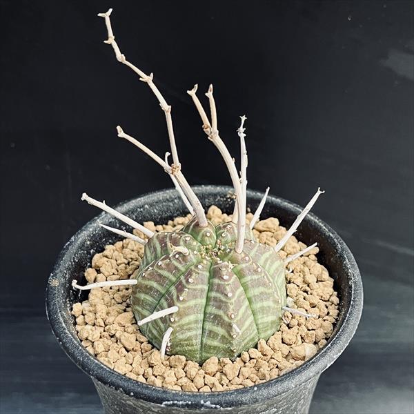 楽天市場】コーデックス：ユーフォルビア ガムケンシス 大株 実生*幅