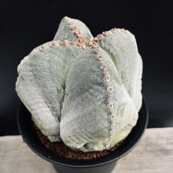 楽天市場】サボテン：アストロフィツム 山川ストロンギ鸞鳳玉 実生*幅