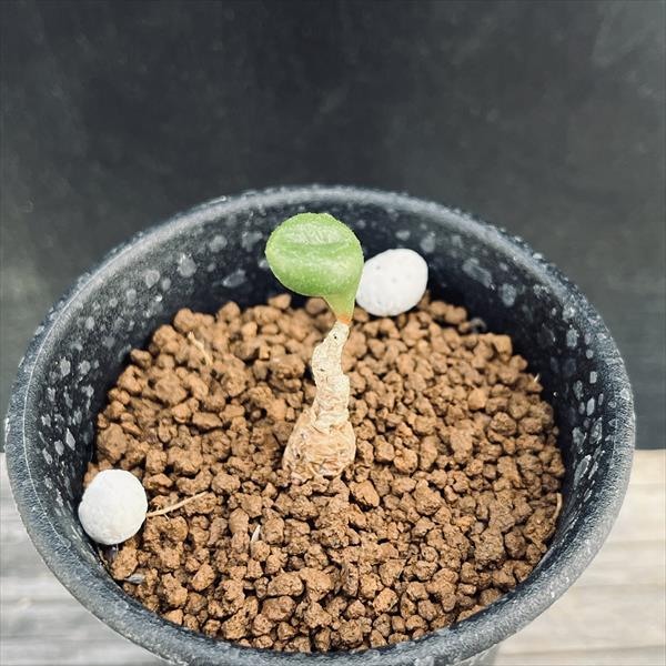 楽天市場】コーデックス：チレコドン ハリー*葉幅8cm 現品！一品限り