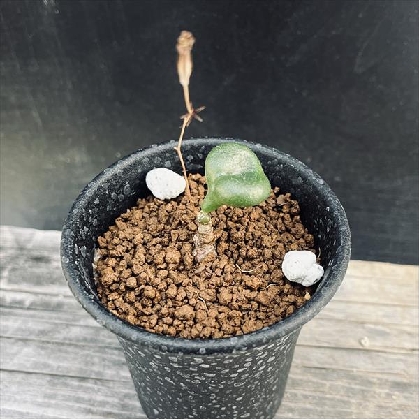 楽天市場】コーデックス：チレコドン ハリー*葉幅8cm 現品！一品限り