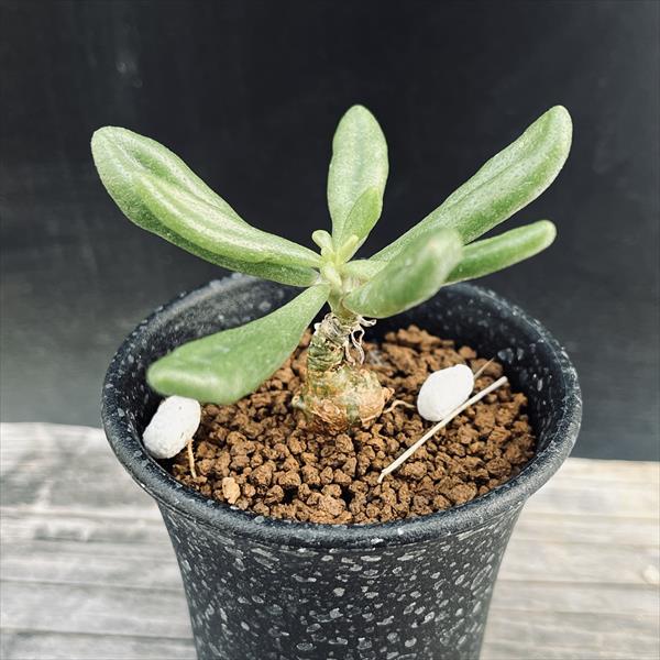 楽天市場】☆特価☆コーデックス：サルコカウロン ムルチフィズム