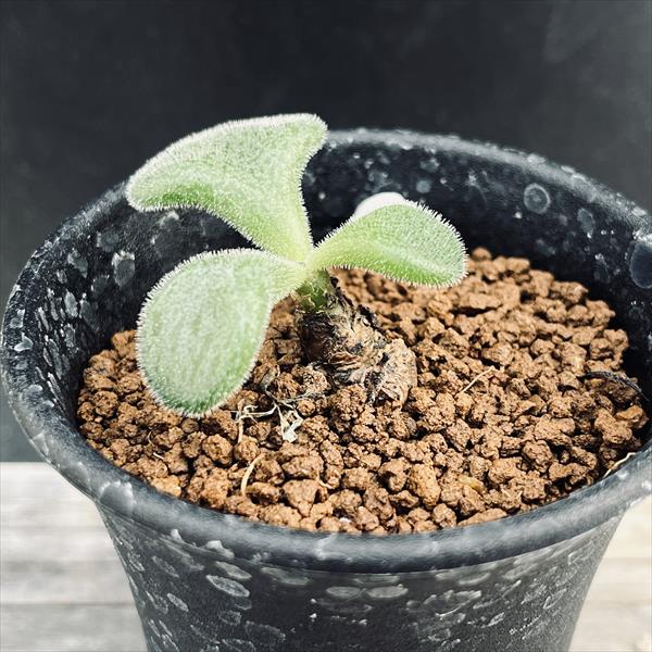 チレコドン　オペリー コーデックス：チレコドン オペリー*葉幅1.5cm 現品！一品限り