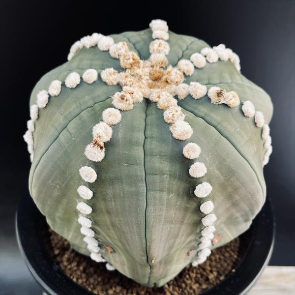 楽天市場】サボテン：アストロフィツム 瑠璃兜丸（るりかぶと