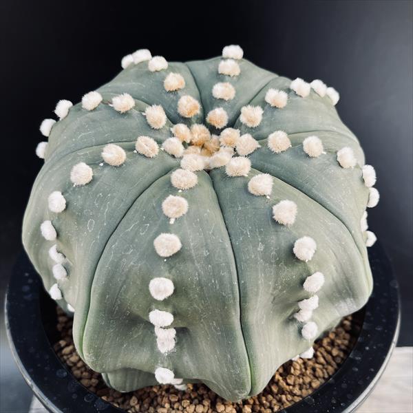 楽天市場】サボテン：アストロフィツム 瑠璃兜丸錦 ツギ*幅6cm 現品