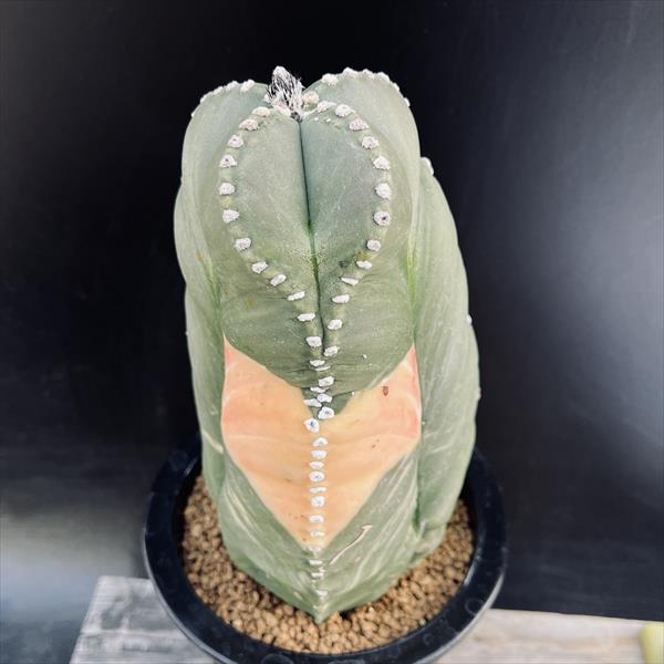 楽天市場】サボテン：アストロフィツム 山川ストロンギ鸞鳳玉 実生*幅