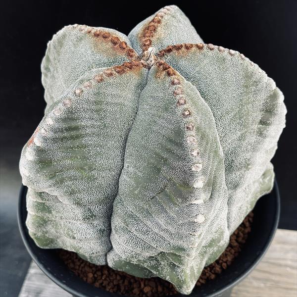 楽天市場】アストロフィツム ランポー玉 開花株 (鸞鳳玉・らんぽうぎょ