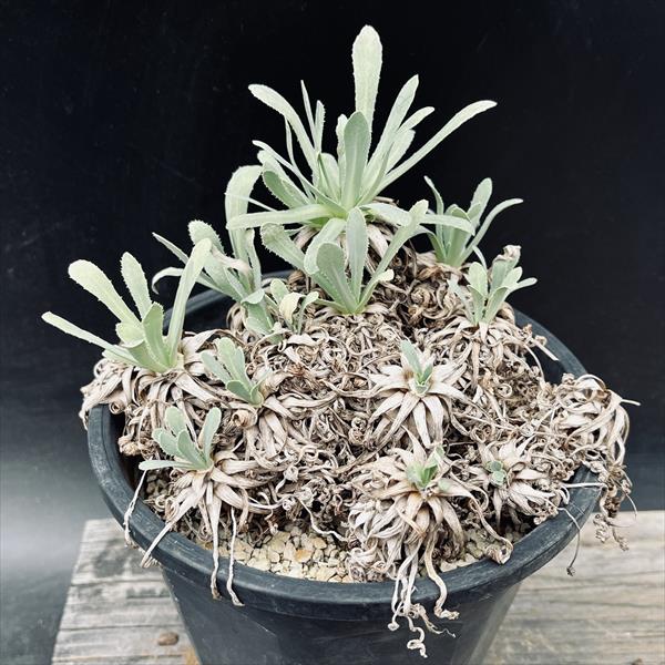 楽天市場】コーデックス：キフォステンマ セイチアナ*枝幅9cm 現品