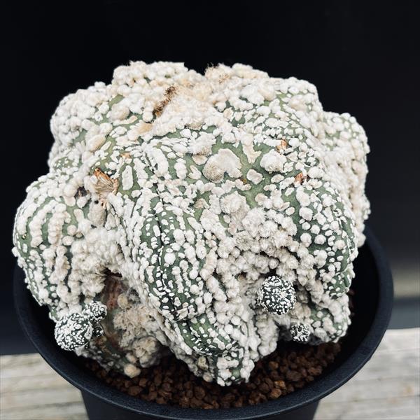 楽天市場】サボテン：アズテキウム ヒントニー 自根*幅8cm 現品 一品