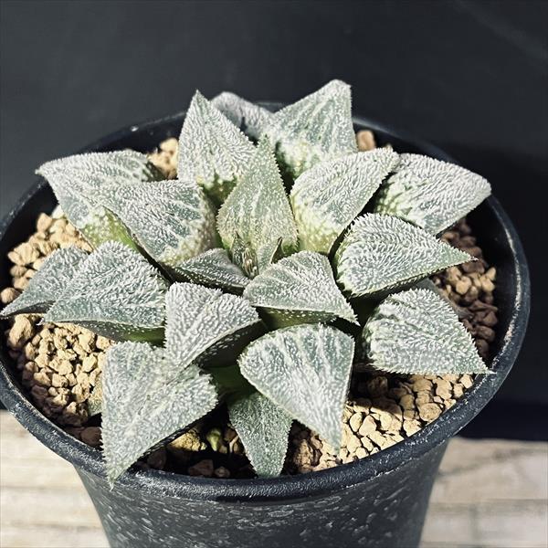 楽天市場】多肉植物：ハオルチア ソルディダ*幅8.5cm 現品！一品限り