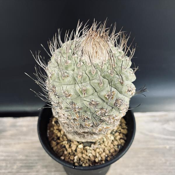楽天市場】サボテン：ストロンボカクタス 菊水*幅5.5cm 現品