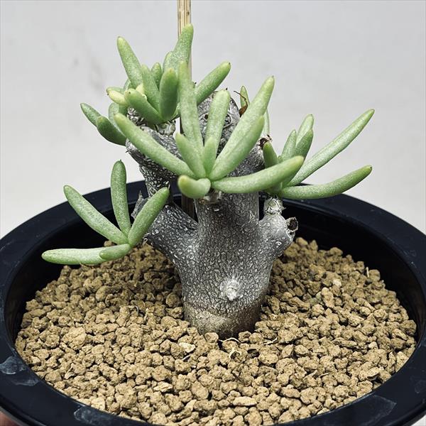 楽天市場】コーデックス：チレコドン オペリー*葉幅2cm 現品！一品