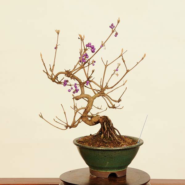 紫式部 紫式部／ムラサキシキブ – Bonsai Stocks