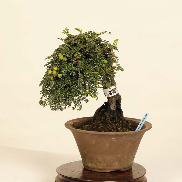 楽天市場】盆栽：磯山椒石付(いそざんしょう)現品*サンショウ