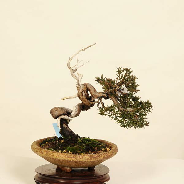 楽天市場】現品 2025年9月2日撮影 糸魚川真柏 盆栽 しんぱく