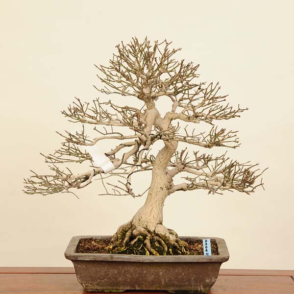 楽天市場】盆栽 特選：錦木（ニシキギ）*現品 にしきぎ Euonymus
