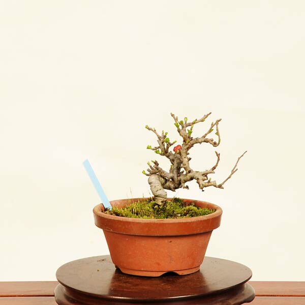 楽天市場】盆栽 特選：緋梅(ひばい)現品*うめ ウメ Prunus mume Hibai