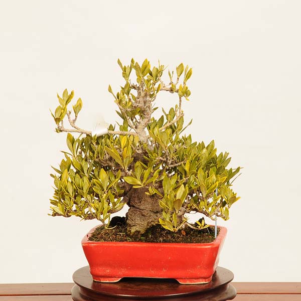 楽天市場】盆栽：梔子(喜代誉)*現品 一点物 くちなし クチナシ