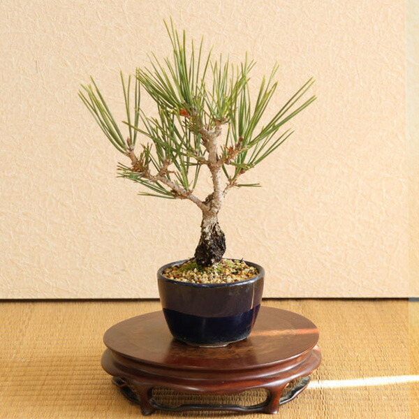 楽天市場】五葉松 吾妻錦 ポット ミニ 松 : 園芸百貨店何でも揃うこ