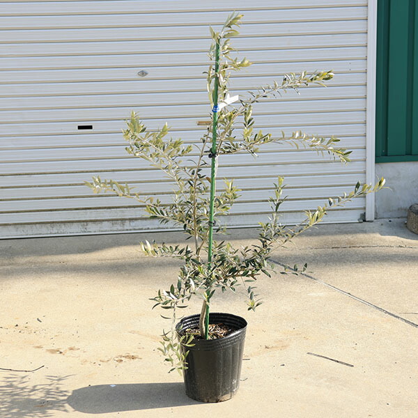 楽天市場】【選べる現品発送】オリーブの木 アルベキナ 苗木 樹高1.9m