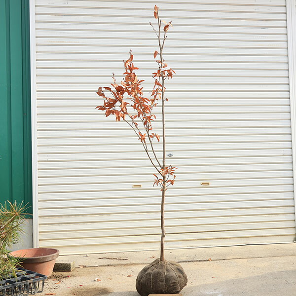 楽天市場】ヤマコウバシ 苗 【ヤマコウバシ】 ポット苗 山香ばし