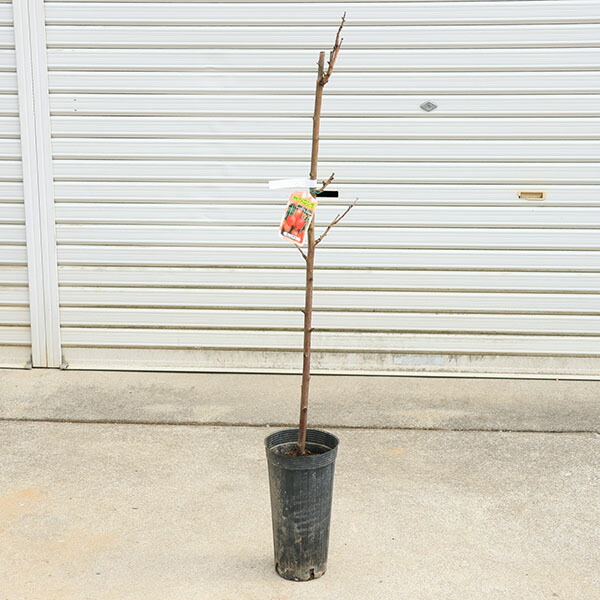 楽天市場】【ケース販売：15入】 さくらんぼ（暖地）15鉢 4号 ポット苗