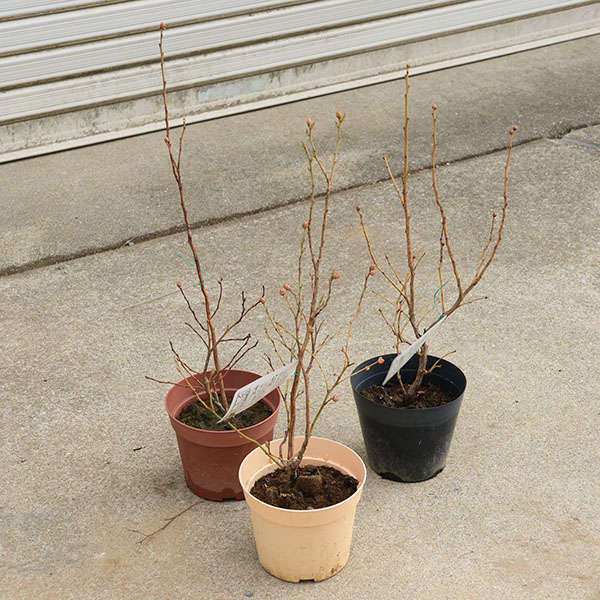 楽天市場】【現品】ミラクルフルーツの木 苗木 7号 9251 : 千草園芸