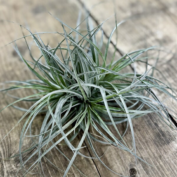 楽天市場】おしゃれ 観葉植物：チランジア イオナンタ アルビノ*エアー