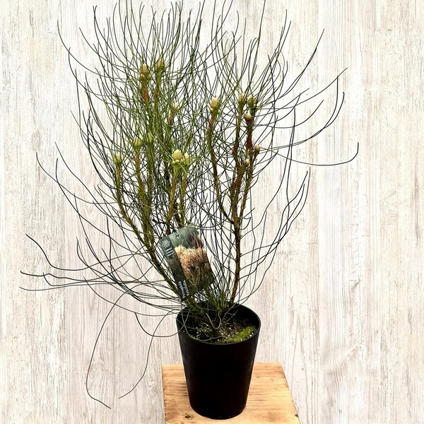 k k様VIPルーム　ペトロフィルエリシフォリア セルリアプリティピンク #ペトロフィルエリシフォリア おはよう