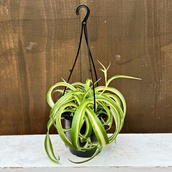 楽天市場】おしゃれ 観葉植物：フィロデンドロン コブラ*5号吊り