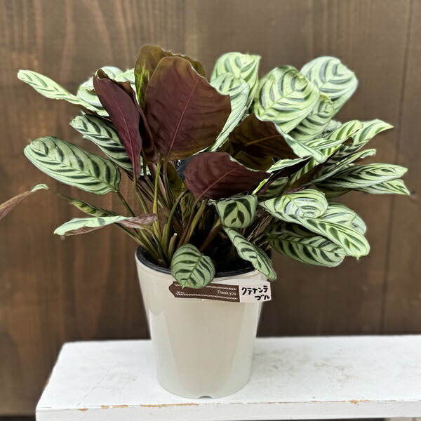 楽天市場】観葉植物：チランジア エアープランツ ドラティ 現品