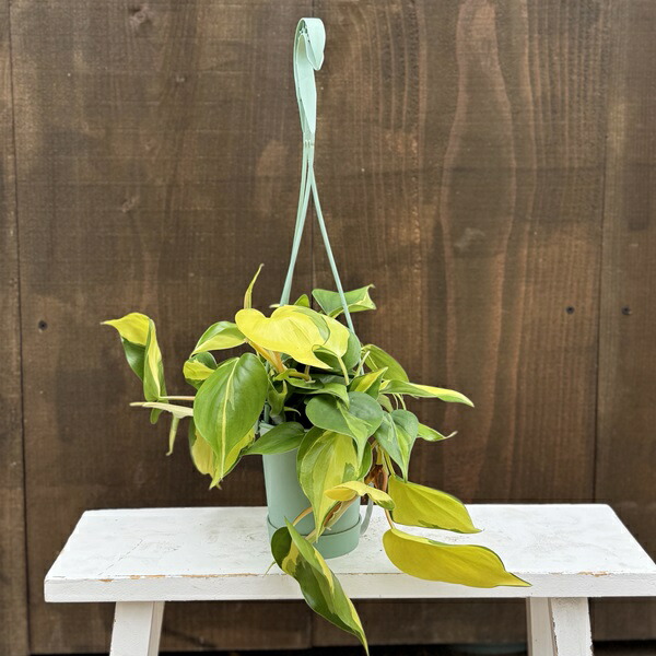 フィロデンドロン コブラ 吊り鉢 4 PLANCHU 観葉植物 フィロデンドロン グロリアス 4号吊り鉢 育て