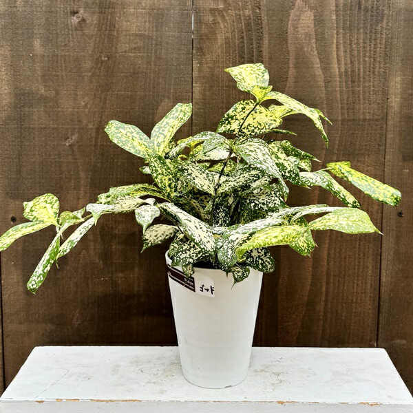 フィロデンドロン コブラ 吊り鉢 4 PLANCHU 観葉植物 フィロデンドロン グロリアス 4号吊り鉢 育て