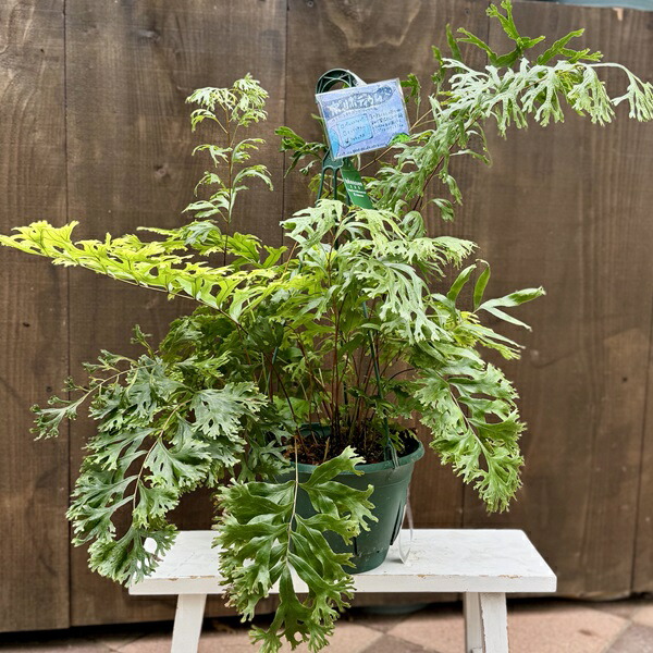 楽天市場】観葉植物：ピロシア ロンギフォリア*8号吊り 現品をお