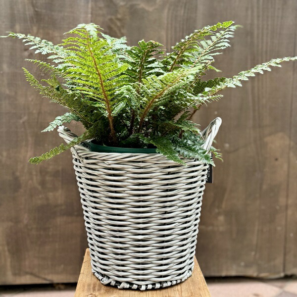 楽天市場】鉢花 観葉植物：エニシダ*6号 黒プラ 姫エニシダ