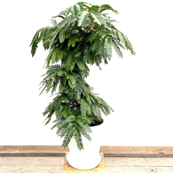 楽天市場】観葉植物 エバーフレッシュ アカサヤネムノキ