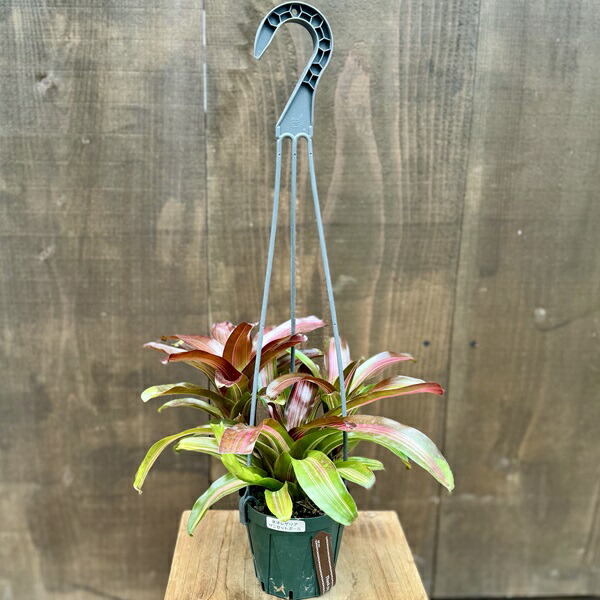 楽天市場】おしゃれ 着生植物 観葉植物：ネオレゲリア ファイヤー