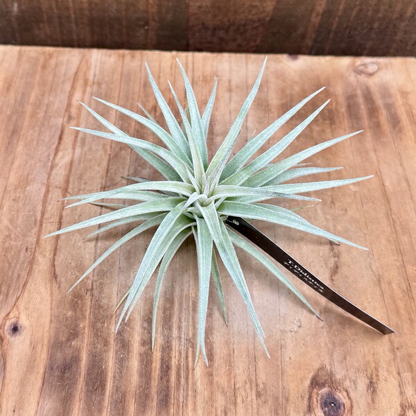 チランジア　ドラティ　エアープランツ PLANCHU エアプランツ ティランジア ドゥラティー XXXLサイズ 1