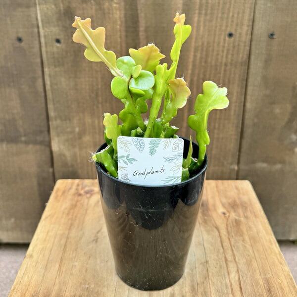 楽天市場】おしゃれ 観葉植物:エピフィルム アングリガー*5号 楽天市場】おしゃれ 観葉植物:エピフィルム アングリガー*5号