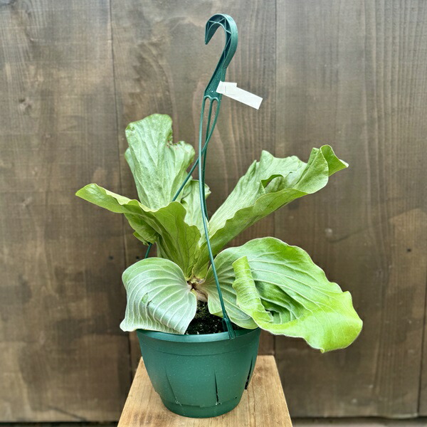 楽天市場】観葉植物：ビカクシダ コウモリラン アルキコルネ