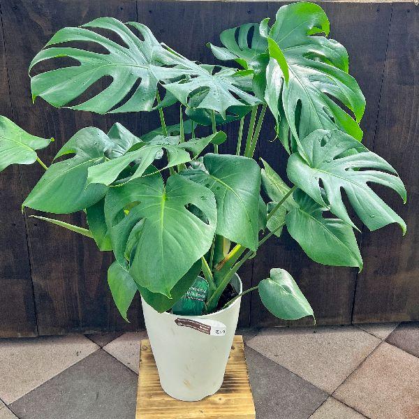 楽天市場】観葉植物：モンステラ エスケレート*5号 吊り鉢 Monstera